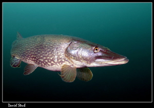 Queen pike (she was pregnant) :-D by Daniel Strub 